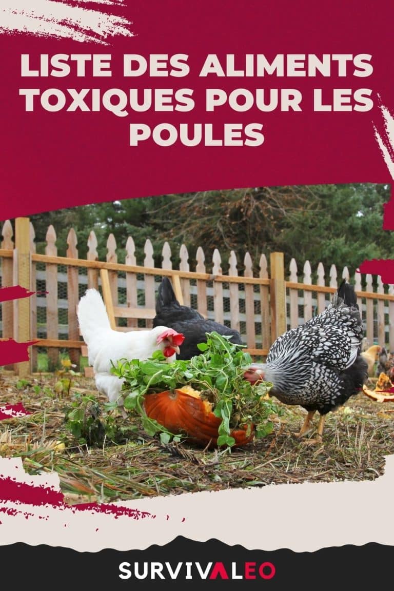Les aliments toxiques pour les poules liste à éviter