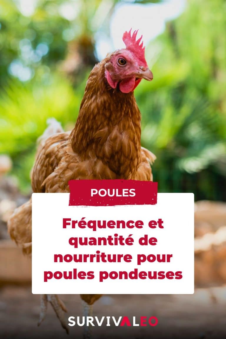 bien-nourrir-ses-poules-fr-quence-et-quantit-id-ale