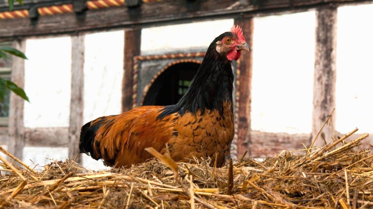 Top 5 des meilleures poules pondeuses ultra-rentables